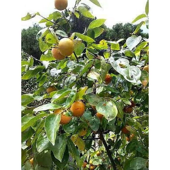 2 Persimmon Trees Bareroot 18-30 inches