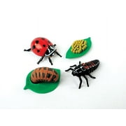 Ladybug Life Cycle Stages- 4 Piece Set