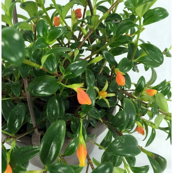 Premium Goldfish Plant - 6" Hanging Basket - Blooms Frequently!