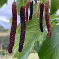 thumbnail image 3 of Pakistan Mulberry Plant, Long Mulberry Fruit Tree Live Plant, Indoor Outdoor Planting, 4 to 7 Inches, 3 of 5