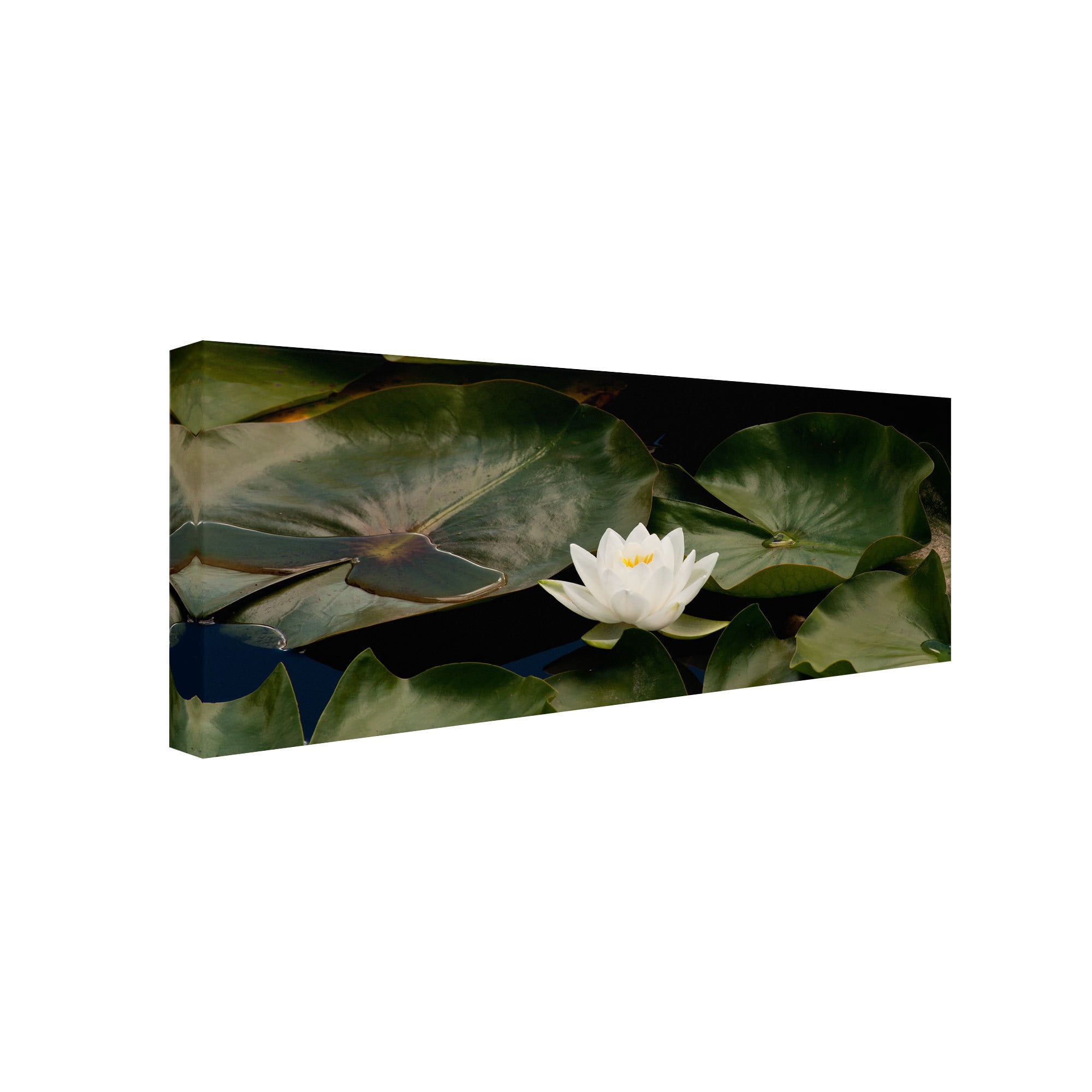 Trademark Fine Art "Zen Lily" Canvas Art by Kurt Shaffer