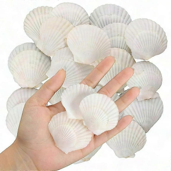40PCS Natural White Scallop Shells 1.4-2.4 Inch Small Seashells for Crafts DIY Bulk Real Shells
