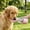 106#Pink, variant on Portable Pet Drinking Cup for Outdoor Use, Combines Small Water Cup and Food Cup, Leak Proof Portable Hydration Feeder, Convenient Travel Hiking Walking Accessory for Dogs Cats Pets