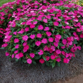 1QT Coreopsis Assorted Colors (4 Pack)| Full Sun| Drought Tolerant