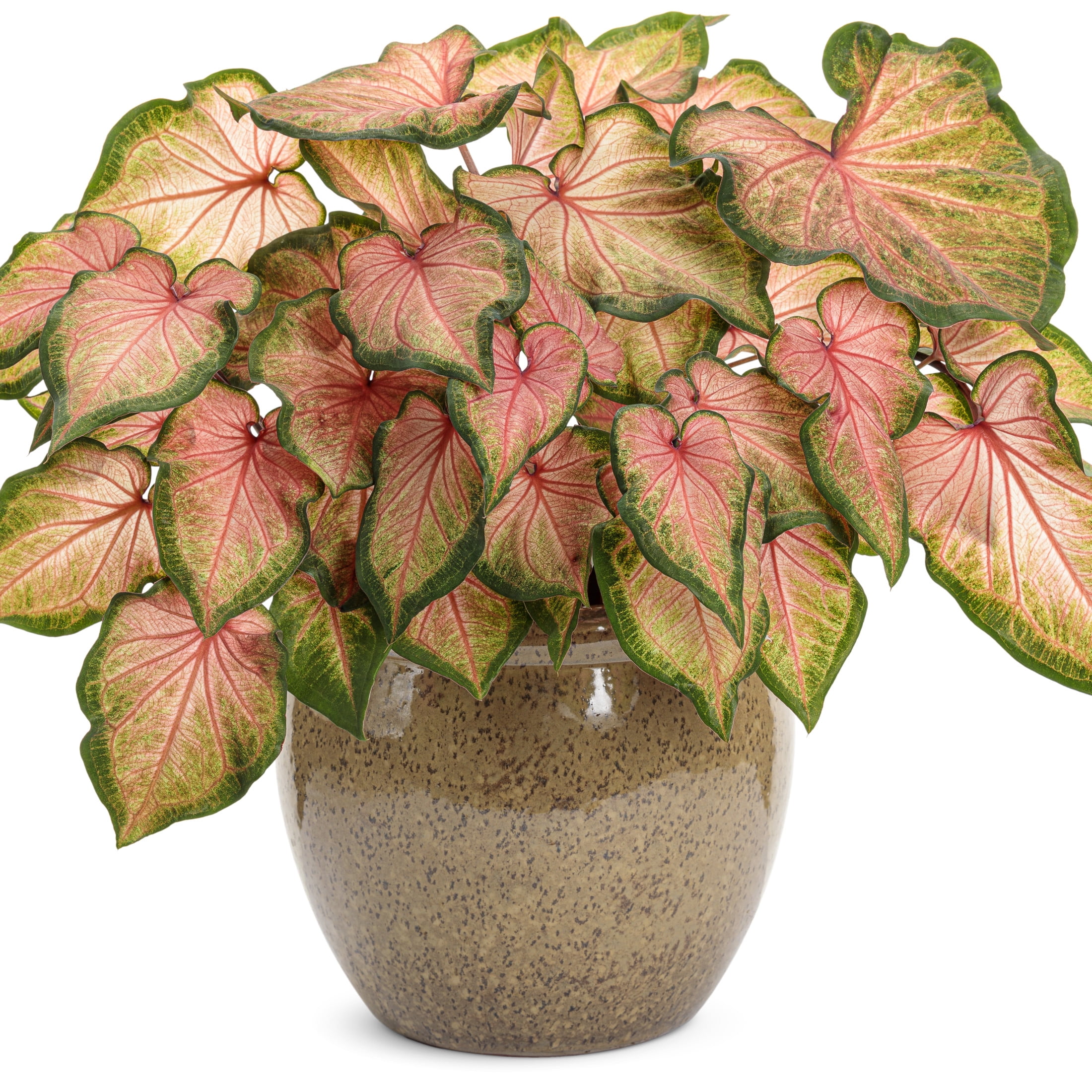 Proven Winners 5" Multicolor Heart to Heart 'Chinook' Sun or Shade Caladium Live Plant in 4.5" Pot (4 Count)