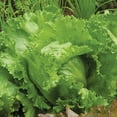 thumbnail image 3 of Burpee Igloo Lettuce Vegetable Seed, 1-Pack, Annual Vegetable, Full Sun, 3 of 5