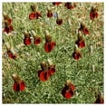 thumbnail image 4 of Everwilde Farms - 1 lb Dwarf Red Coneflower Native Wildflower Seeds - Gold Vault Bulk Seed Packet, 4 of 4