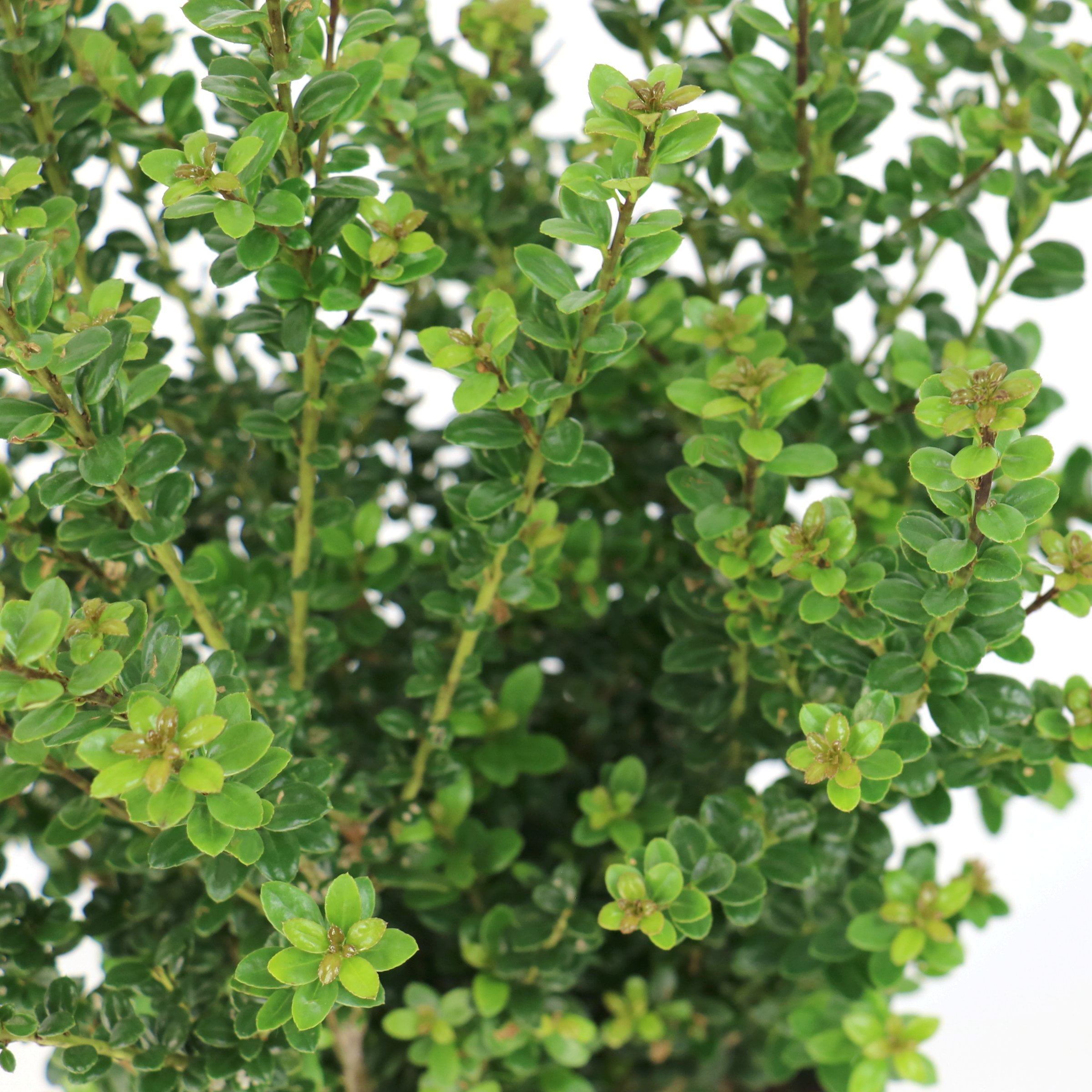 National Plant Network 3 gal. Ilex Steeds (Pyramid)