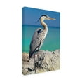 thumbnail image 4 of Trademark Fine Art 'Blue Heron' Canvas Art by Mike Jones Photo, 4 of 4