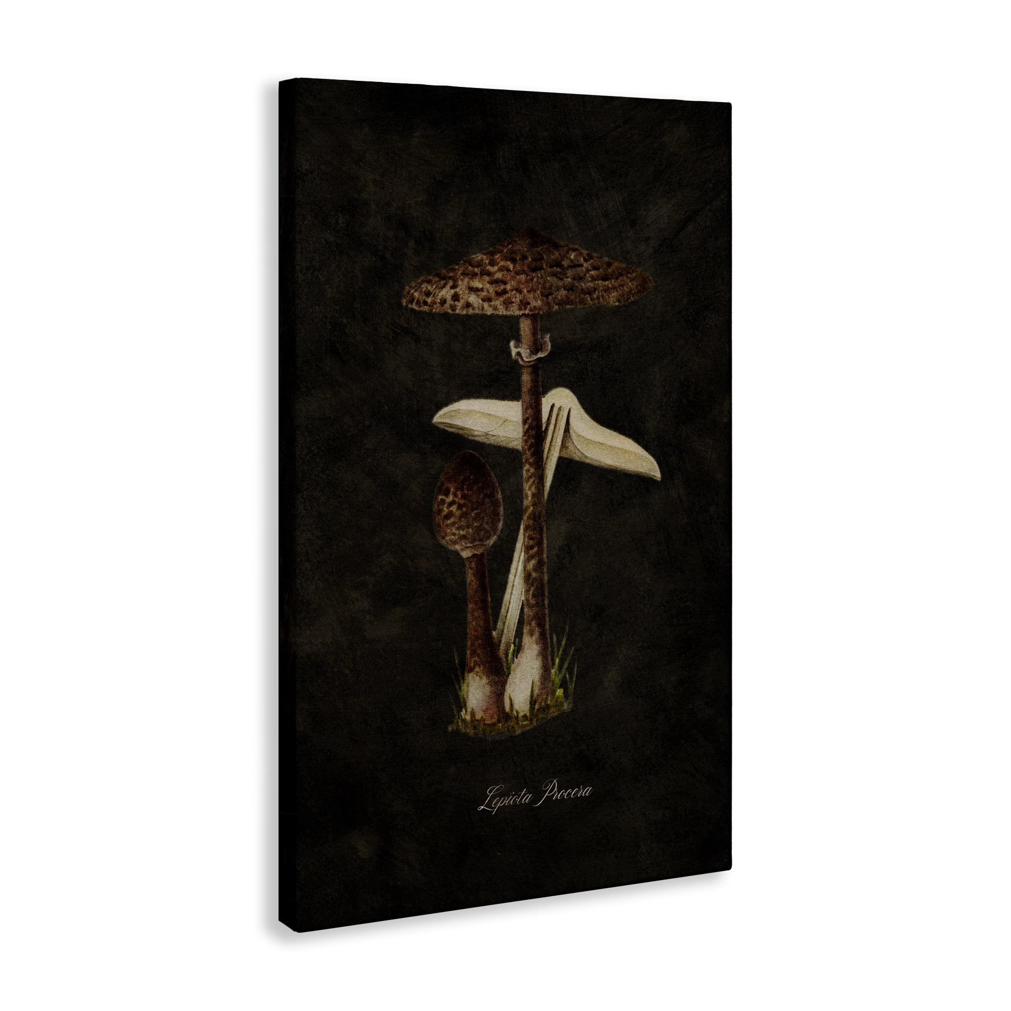 Stupell Industries Dark Woodland Mushroom Plants & Flowers Painting Wrapped Canvas Art Print Wall Art, 24 x 36