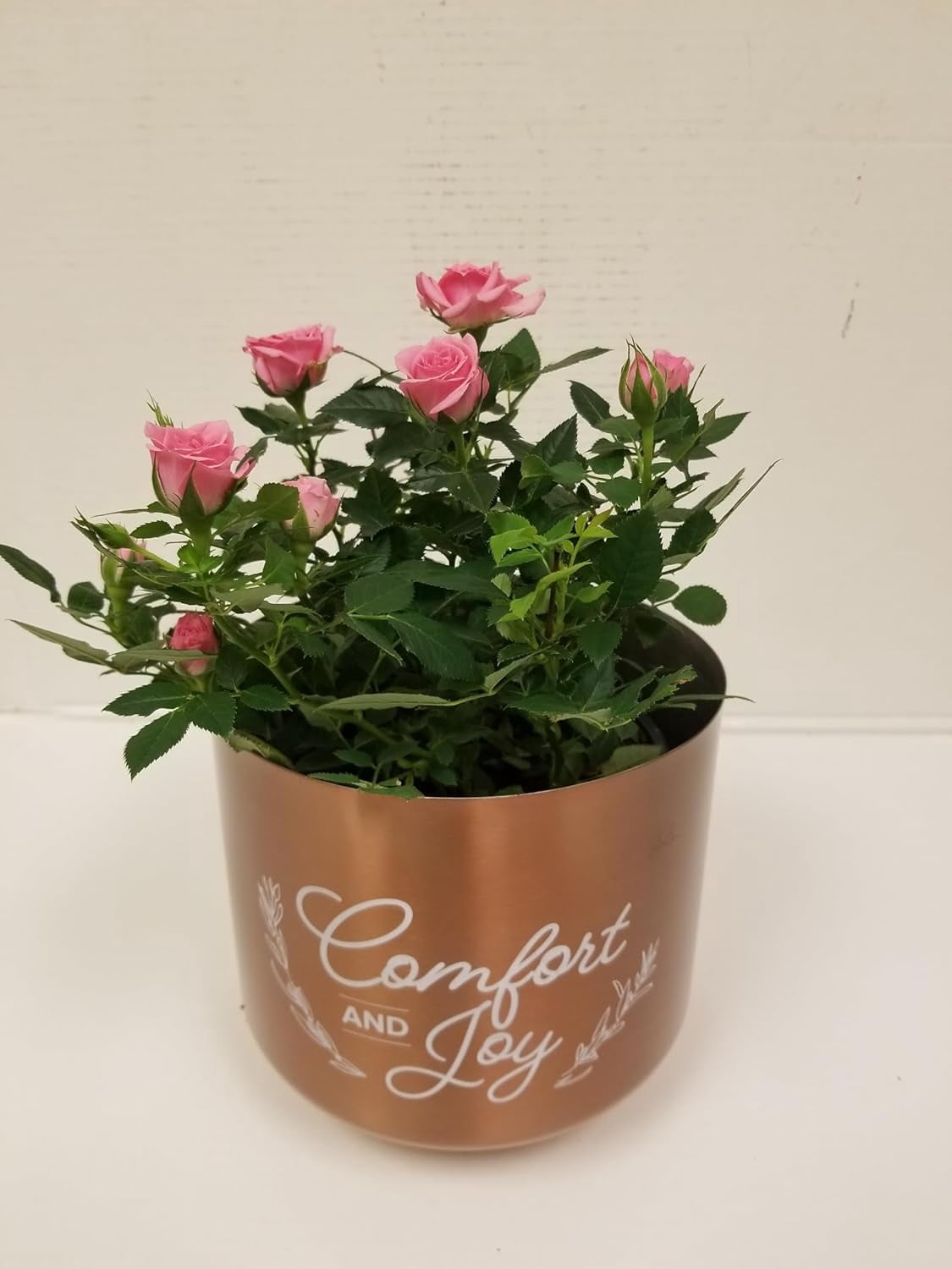 Live 6" Mini Pink Rose Bush in Copper Comfort and Joy Holiday Gift Container- 6 Inch Indoor Plant
