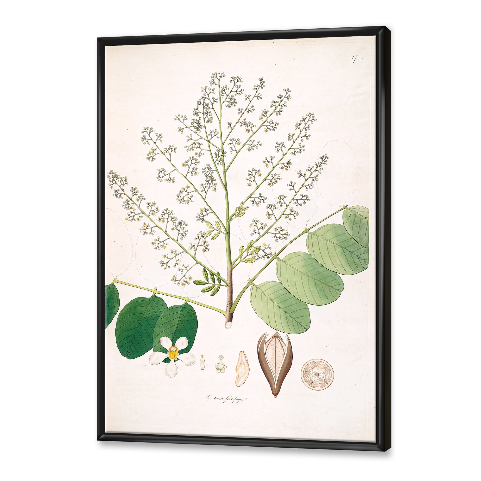 Designart 'Ancient Botanicals XVI' Farmhouse Framed Canvas Wall Art Print