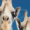 thumbnail image 4 of GZHJMY Funny Giraffes Shower Curtain Waterproof Washable Shower Bath Curtain 60x72 Inch Bathroomation Fabric Shower Curtains with 12 Hooks Room Decor, 4 of 6
