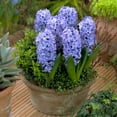 thumbnail image 4 of Delft Blue Hyacinth Flower Bulbs - 3 Bulbs per Pack - Pleasantly Scented - Deer Resistant - Good as Cut Flowers - Grows Well In Container - Grow Indoors or Outdoors – Live Plant Garden, 4 of 6