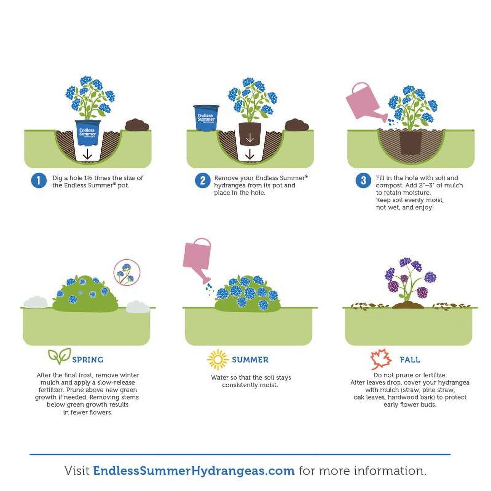 Endless Summer 1.0 GL Filtered Sun Flowering Shrub Hydrangea Endless Pop Star Live Plant