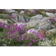 thumbnail image 2 of Paulson, Don 32x23 Gold Ornate Wood Framed with Double Matting Museum Art Print Titled - AK, Alsek-Tatshenshini Rock garden and flowers, 2 of 4