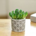 thumbnail image 4 of Gwong Decoración hogareña Fake Potted Plant simulado Fácil de cuidar PVC Mini surtido suculento artificial en conserva para el hogar Gwong 21083471, 4 of 6