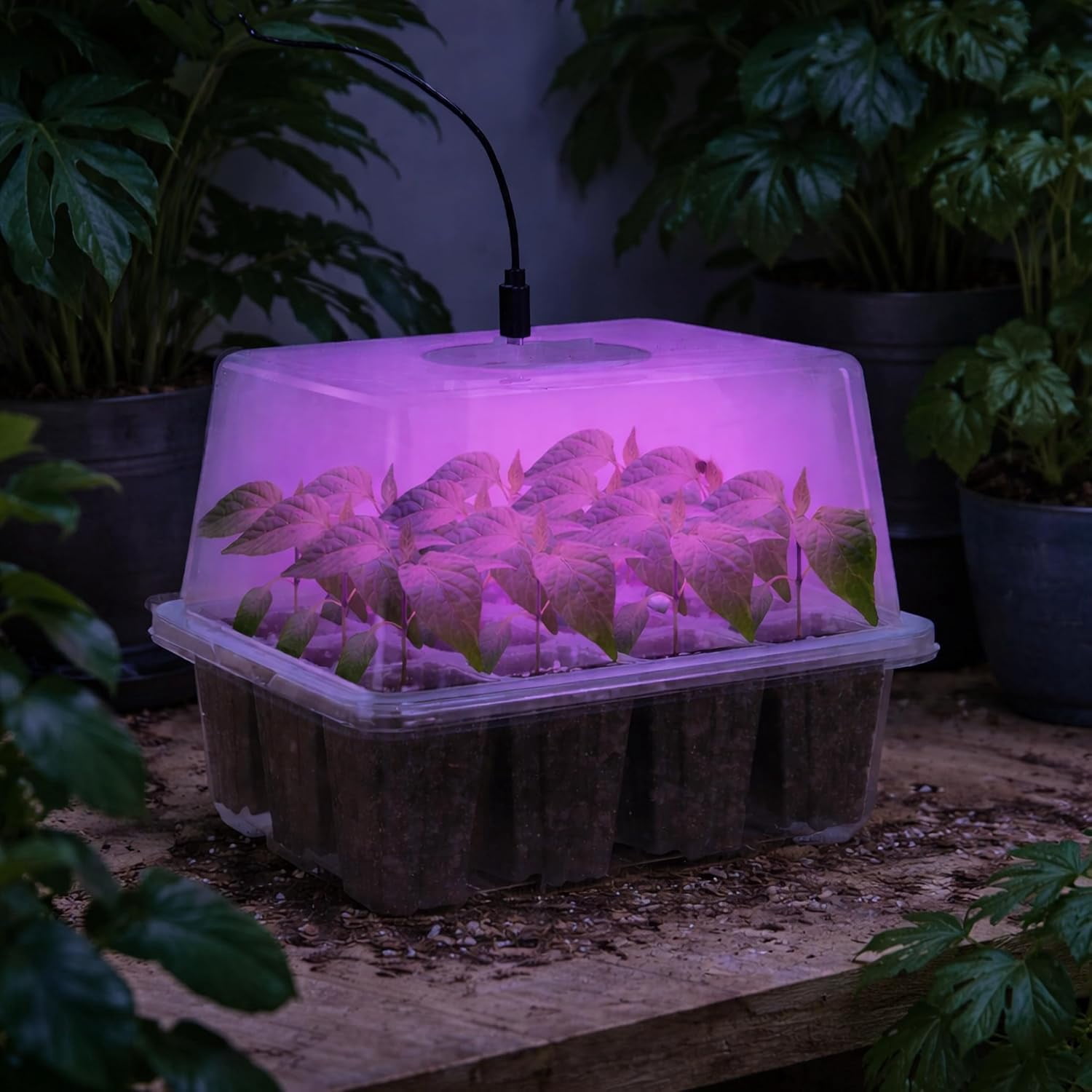 2-Pack Seed Starter Tray with Plant Light, Elevated Seedling Starter Trays Kits with Adjustable Humidity Domes and Clear Cell Tray, 12 Full Spectrum Led Lamp Beads for Plants Indoor-Clear