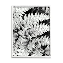 Stupell Indtries Forest Fern Fronds High Contrast Black White Photography,24 x 30,Design by Gail Peck