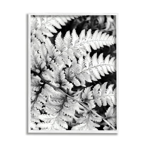 Stupell Indtries Forest Fern Fronds High Contrast Black White Photography,24 x 30,Design by Gail Peck