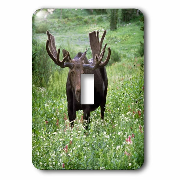 3dRose, Bull moose wildlife Little Cottonwood, Wasatch-Cache - US45 HGA0064 - Howie Garber, double toggle switch