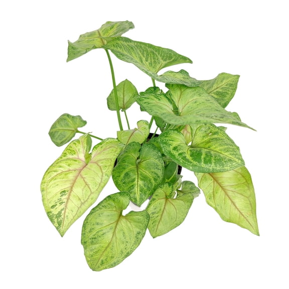 Syngonium Berry Allusion (4" Plastic Pot) - Air-purifying and Low Light Houseplant for Home and Office Decoration