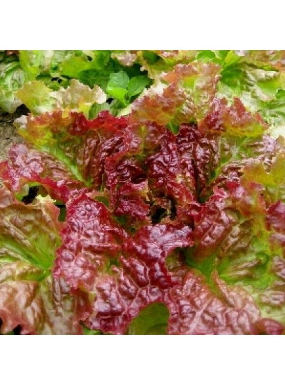 Lettuce Seeds in Seed Gardening