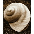 thumbnail image 2 of Maihara/Watt, Jeff/Boyce 26x32 Black Ornate Wood Framed with Double Matting Museum Art Print Titled - Sea Gallery II, 2 of 4