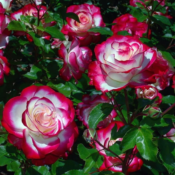 Rose Live Plant For Planting, Rose Bush Ready To Plant 6-10 Inc Tall, Fragrant Hybrid Tea Rose Flowers For Outdoor, Climbing Rose Vine (Delight Rose)