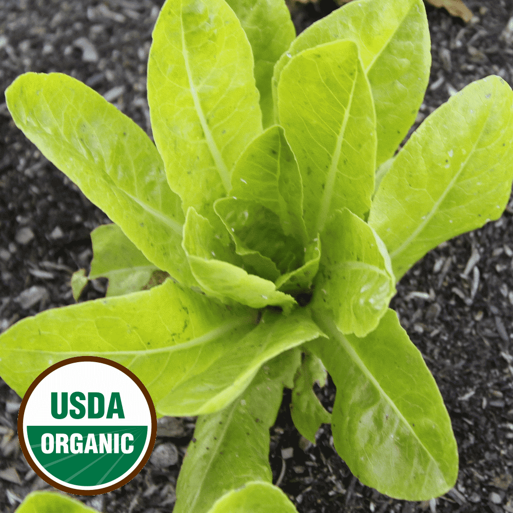 Everwilde Farms 1 Lb Organic Little Gem Butterhead Lettuce Seeds