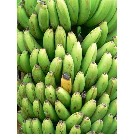 Bandana Frame - Framed Art for Your Wall Green Flora Fruits Yellow Banana Plants Bananas 10x13 Frame