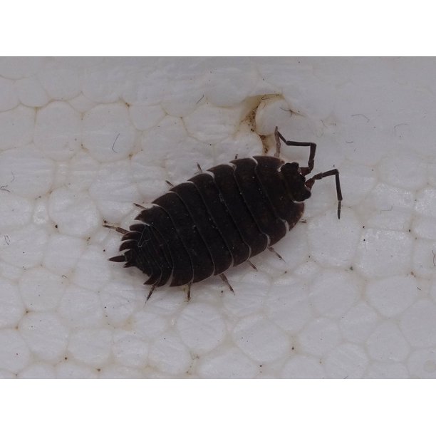 Armadillidium vulgare image