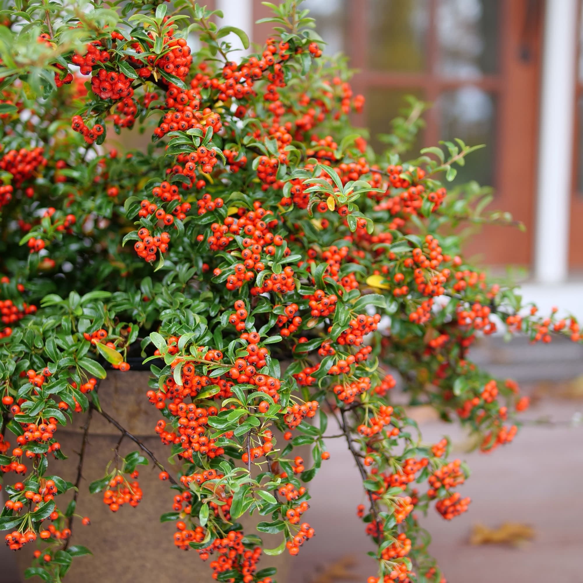 Proven Winners ColorChoice 5" Berry Box Pyracomeles Live Plant in 4.5" Pot (4 Count)