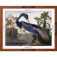thumbnail image 3 of Louisiana Heron, Animals Framed Art Print Wall Art by John James Audubon Sold by Art.Com, 3 of 6