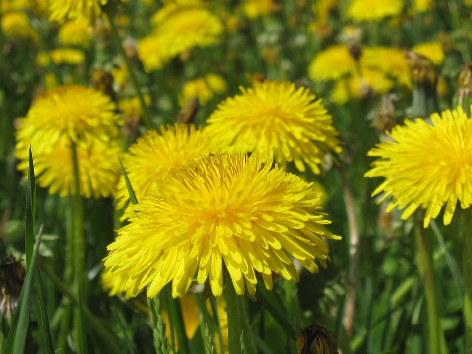 Flower Summer Meadow Dandelion Yellow12 Inch By 18 Inch