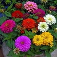 thumbnail image 3 of GSDWIUEW 10+ Zinnia Graceful California Giant-Flower Mix, 3 of 8