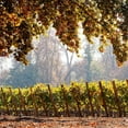thumbnail image 5 of Cousino Macul Cabernet Sauvignon Wine, 750 ml, Bottle, 5 of 5