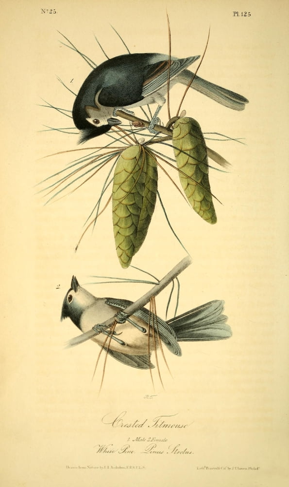 Birds Of America 18