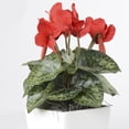 thumbnail image 2 of Vickerman 13" Red Cyclamen in Planter, 2 of 2