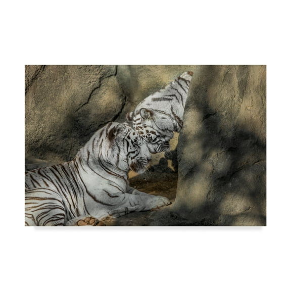 Trademark Fine Art 'White Tiger Headbutt' Canvas Art by Galloimages Online