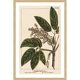 thumbnail image 3 of Marmont Hill "Horse Chestnut" Framed Painting Print, 3 of 5