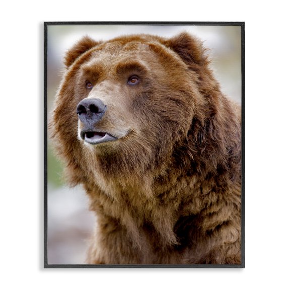 Stupell Industries Farmhouse Brown Bear Portrait Black Framed Giclee Art, 11 x 14, by Dennis Frates