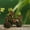 Multicolor, variant on Ikohbadg Solar Turtle Climbing Tree Lamp Ornament Resin Garden Decoration Solar Powered Statue Whimsical Turtle Tree Courtyard Light Handicraft