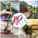 thumbnail image 5 of Greeniant Correa voladora para mascotas al aire libre, para acampar, viajar, senderismo, portátil, ajustable, arnés de pecho para animales pequeños y Aseo de mascotas XS Greeniant PT005028-02, 5 of 6
