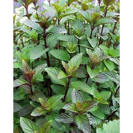 Chocolate Mint - Grow Indoors or Out - Live Plant - 4