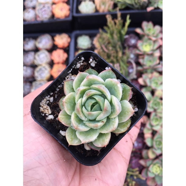 2 Echeveria Lime N Chile Walmart Com