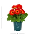 thumbnail image 4 of Better Homes & Gardens 1.5PT Orange Gerbera Daisy Live Annual Plant Sun 5-Pack, 4 of 6