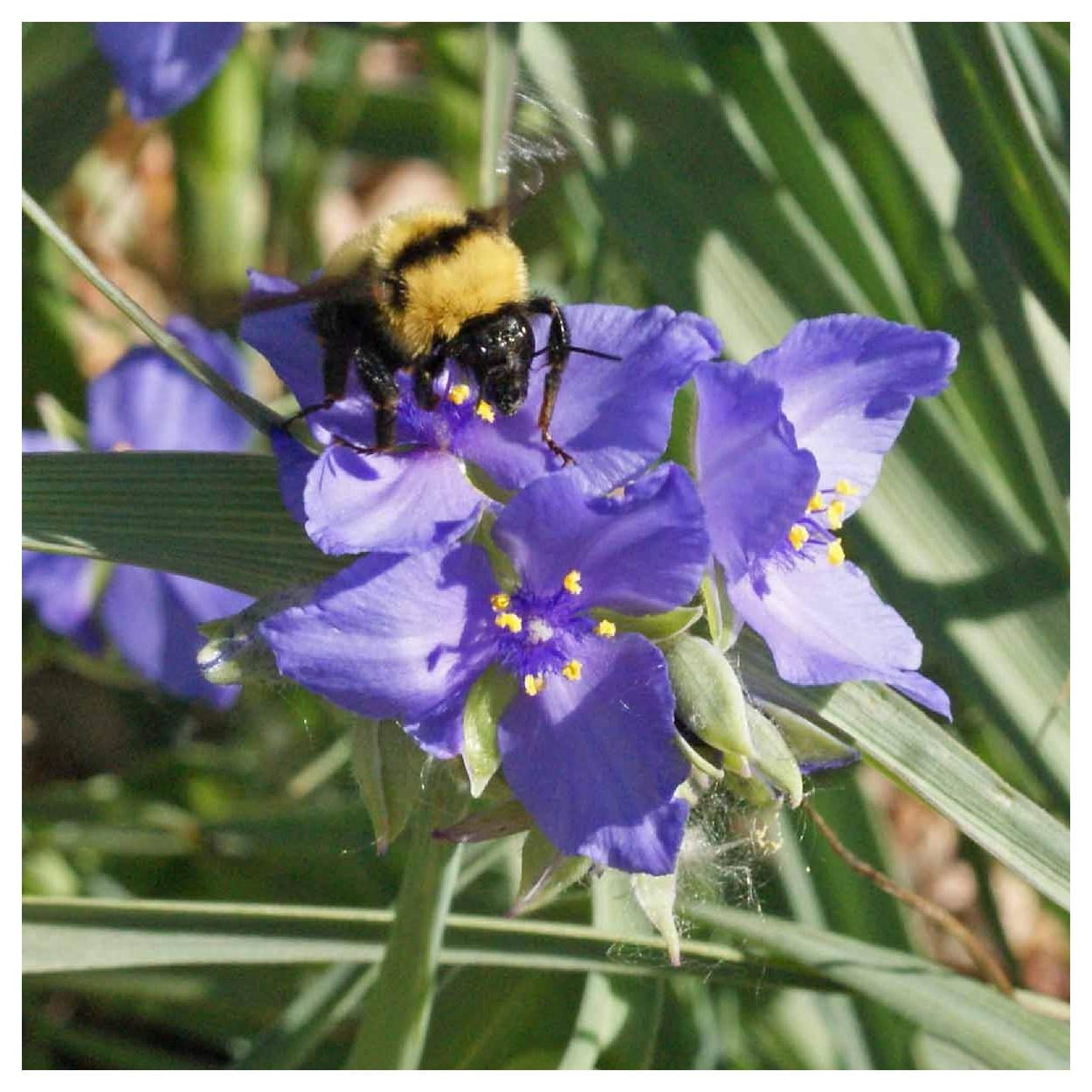 Everwilde Farms - 1 oz Western Spiderwort Native Wildflower Seeds - Gold Vault Bulk Seed Packet