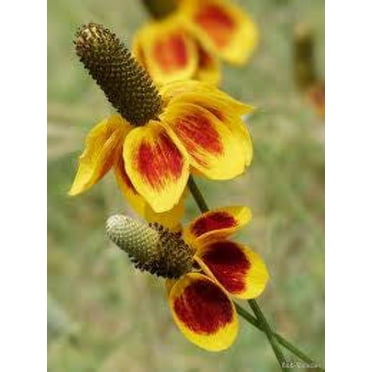 500 MEXICAN HAT Ratibida Columnaris Flower Seeds