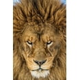 thumbnail image 2 of Centioli, Mike 17x24 White Modern Wood Framed Museum Art Print Titled - Serious Lion, 2 of 4
